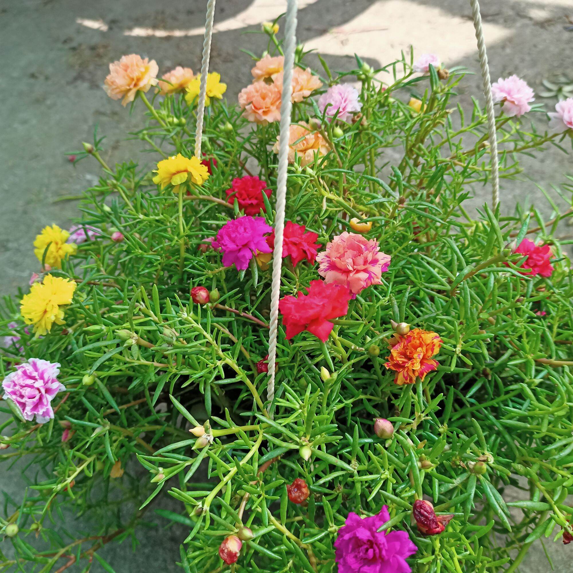 Chậu cây hoa 10 giờ thái, cánh kép, mix màu, bụi sum