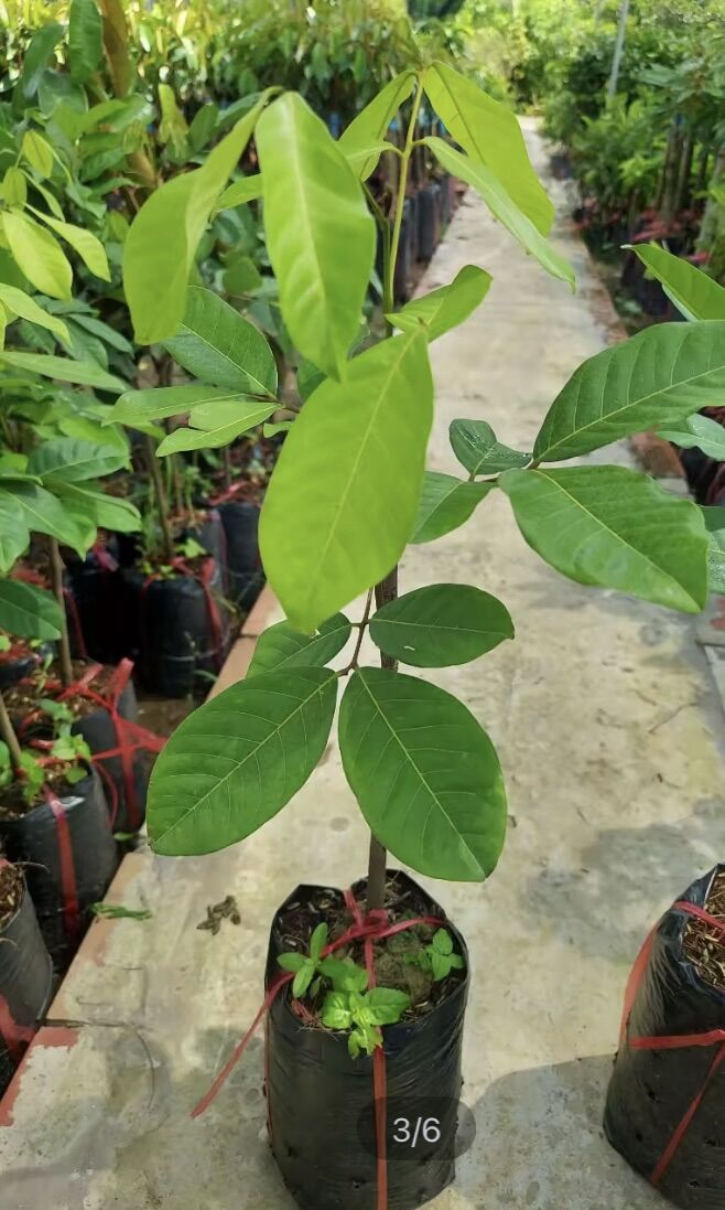 Cây Chôm Chôm Thái ( cây giống )