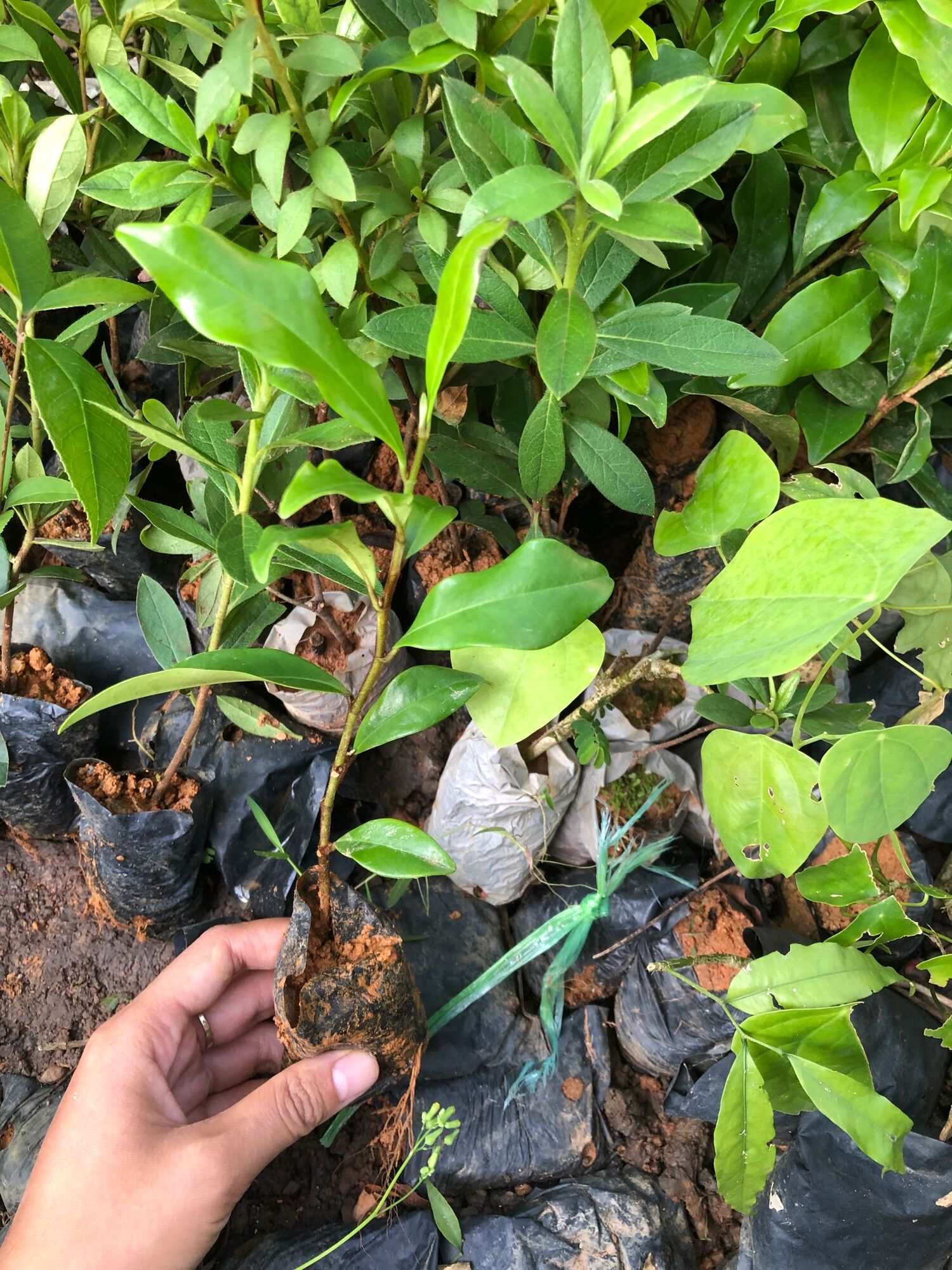 Cây giống hoa Lan tiêu