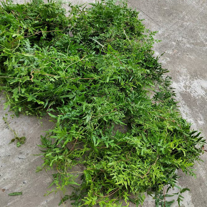 Dây bòng bong khô sạch mọc tự nhiên trên đồi, phơi khô sạch 1kg