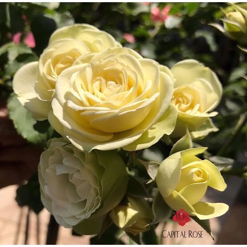 Hoa hồng Creamy Eden Rose - hồng bụi, siêng hoa