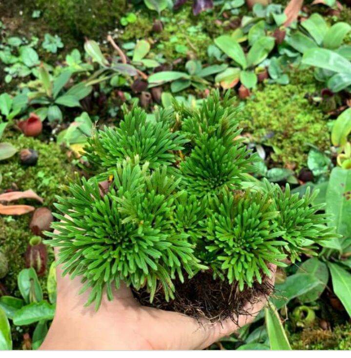 Cây Trường sinh thảo - khóm trên 3 cây