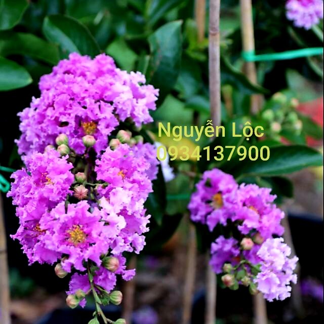 Cây bằng lăng thái siêu bông- Hoa kiểng Nguyễn Lộc- Cây giống chất lượng cao
