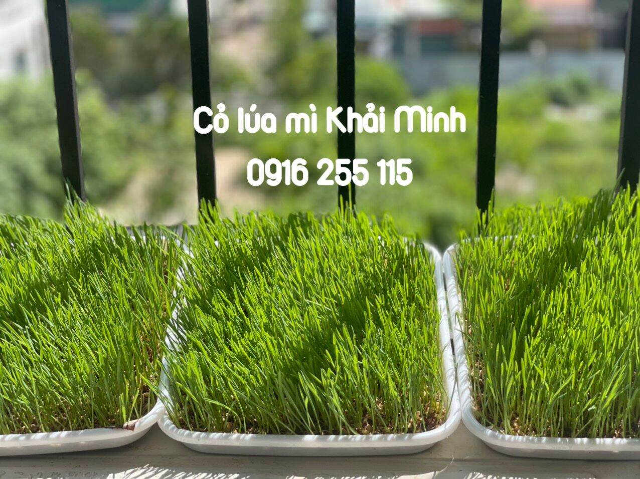 1KG Hạt giống CỎ LÚA MÌ Khải Minh Organic