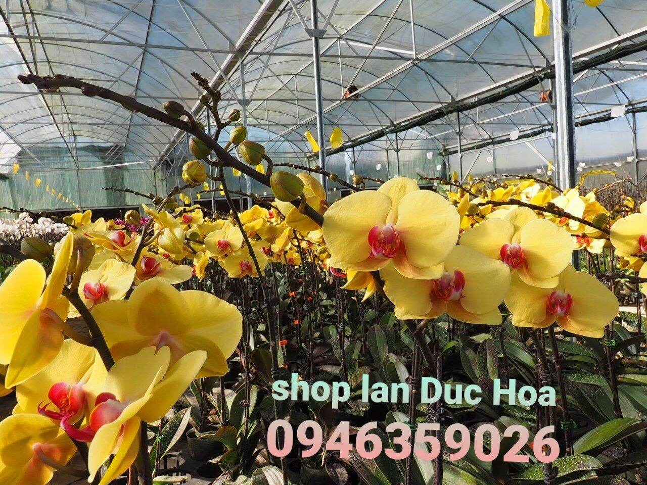 Lan hồ điệp cốc 3.5 màu vàng đồng