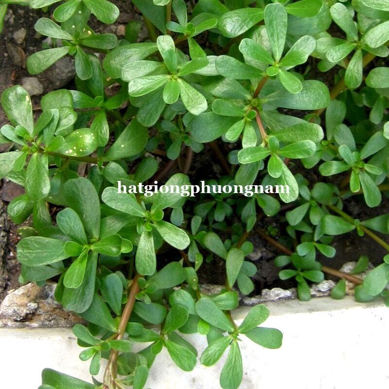 hạt giống rau sam gói 2 gram