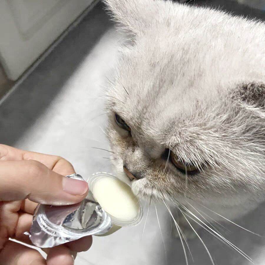 Pudding Sữa Dê Cho Mèo
