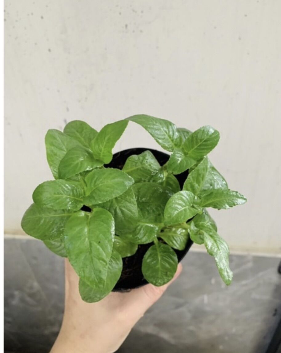 Chậu cây rau xá xị / quế vị