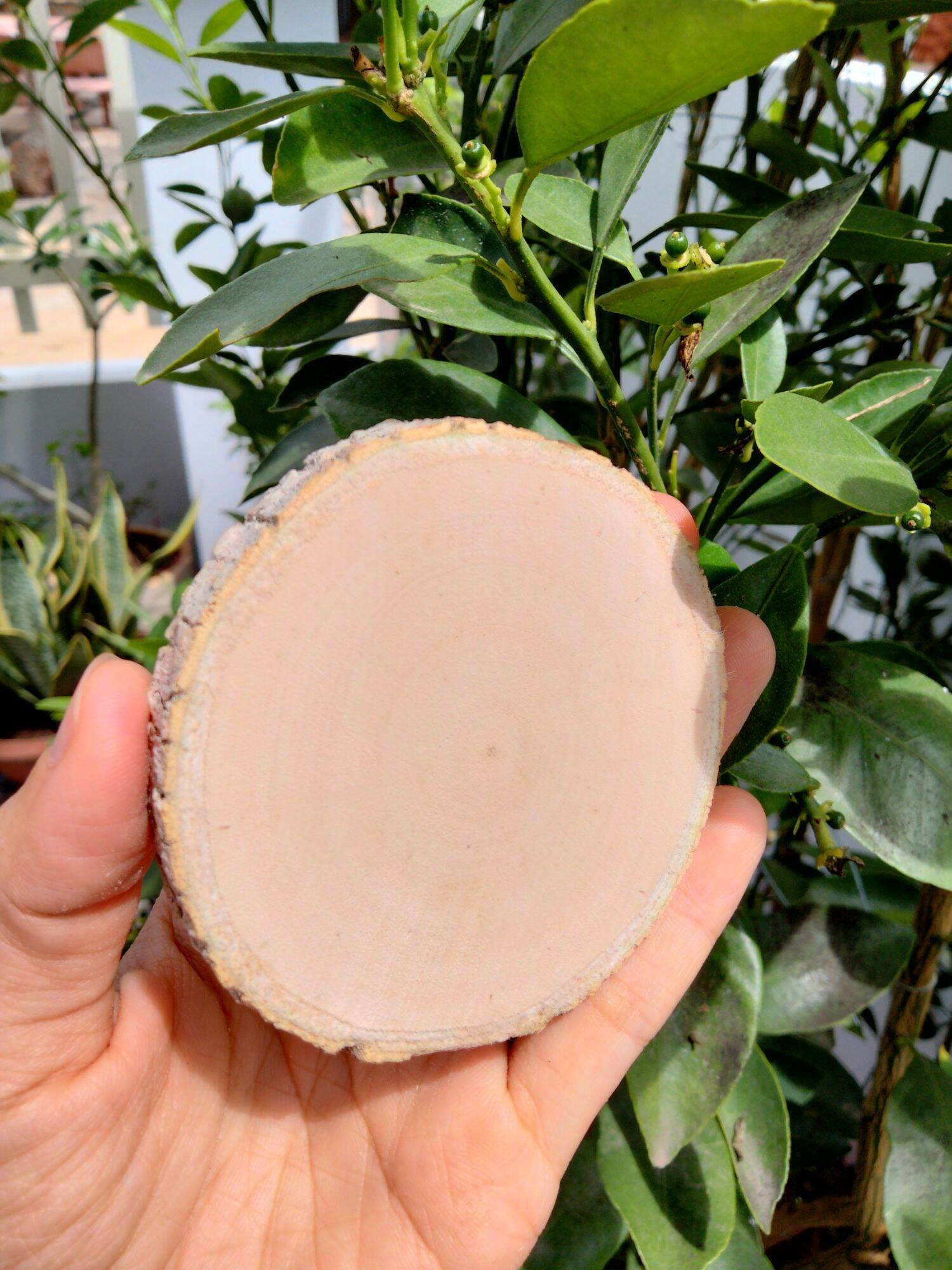 Lát gỗ trơn Decor trang trí 8-9cm