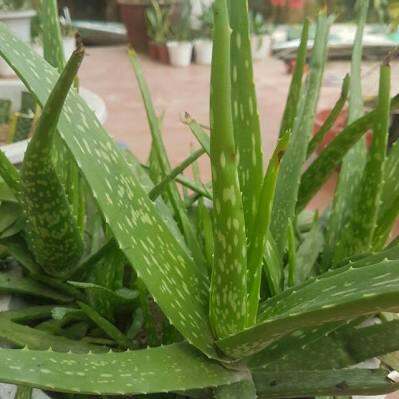 cây nha đam giống