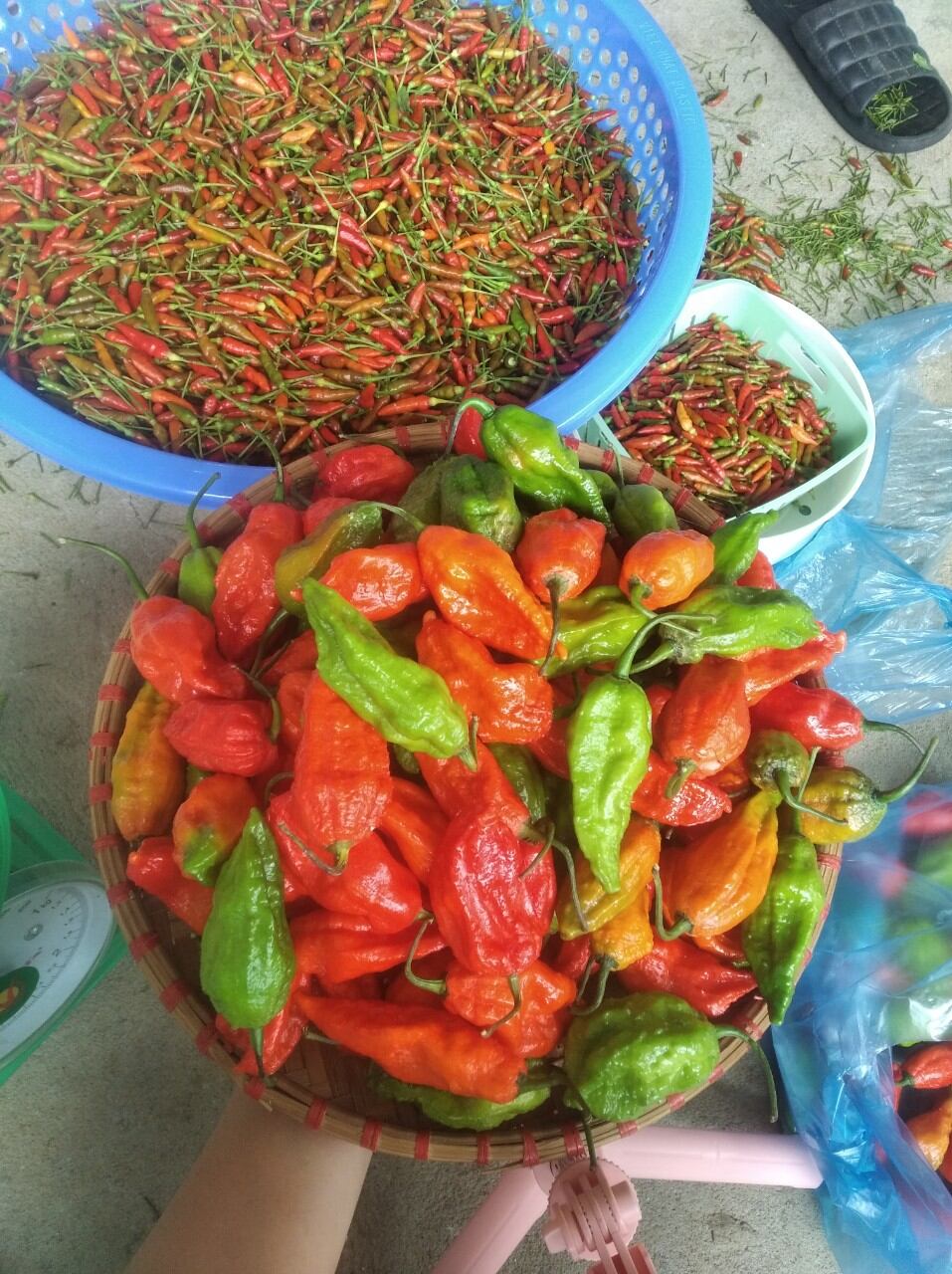 ớt trung đoàn xóc muối