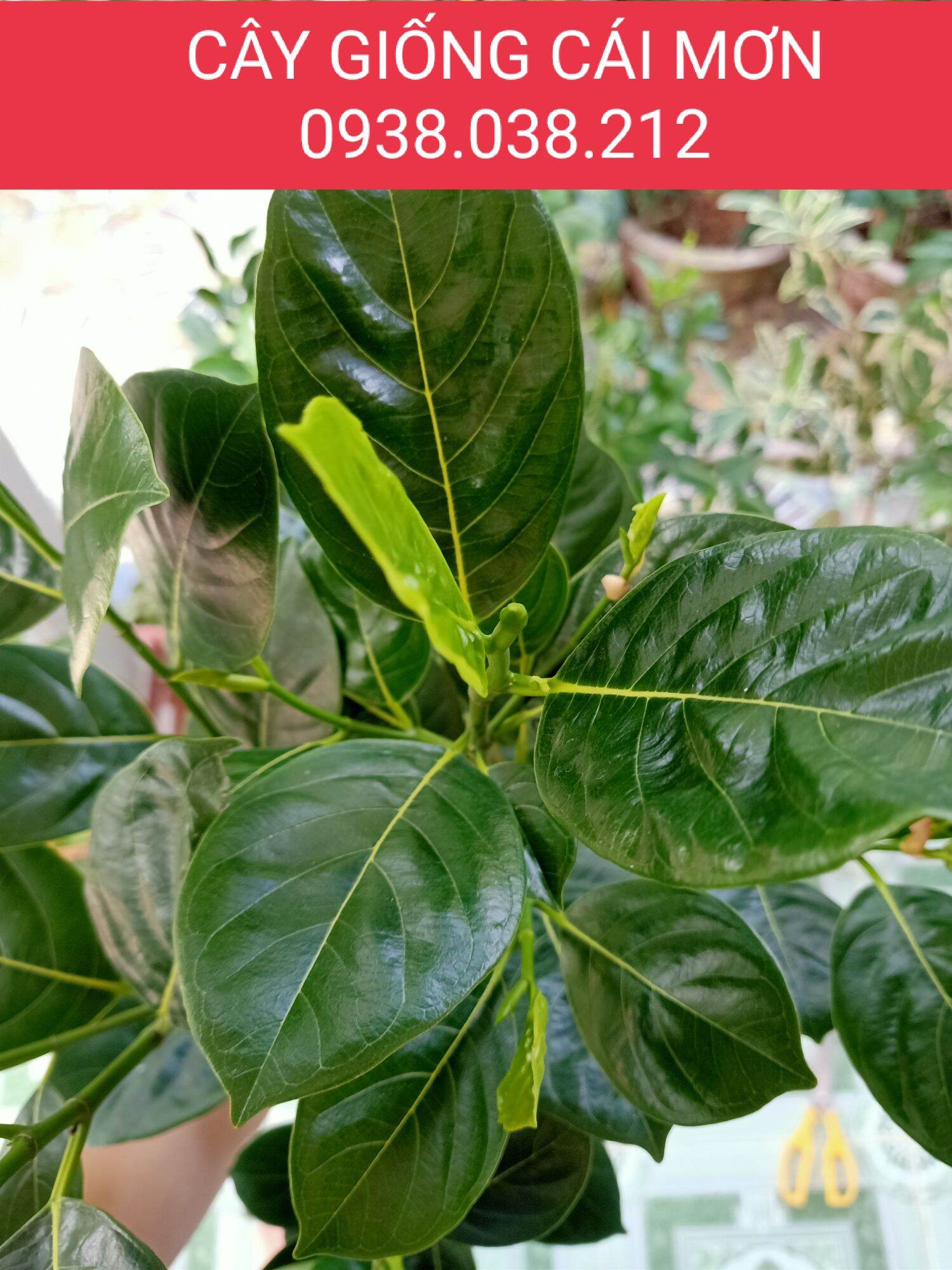 CÂY GIỐNG MÍT KHÔNG HẠT
