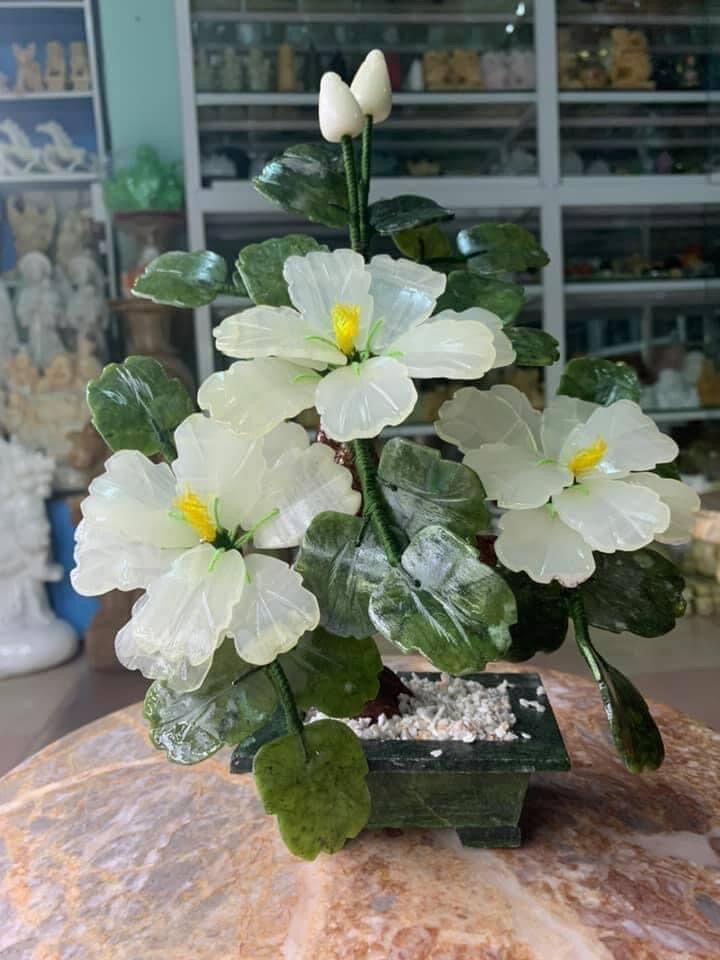 Cây Hoa Tài Lộc Đá Bạch Ngọc - cao 30cm