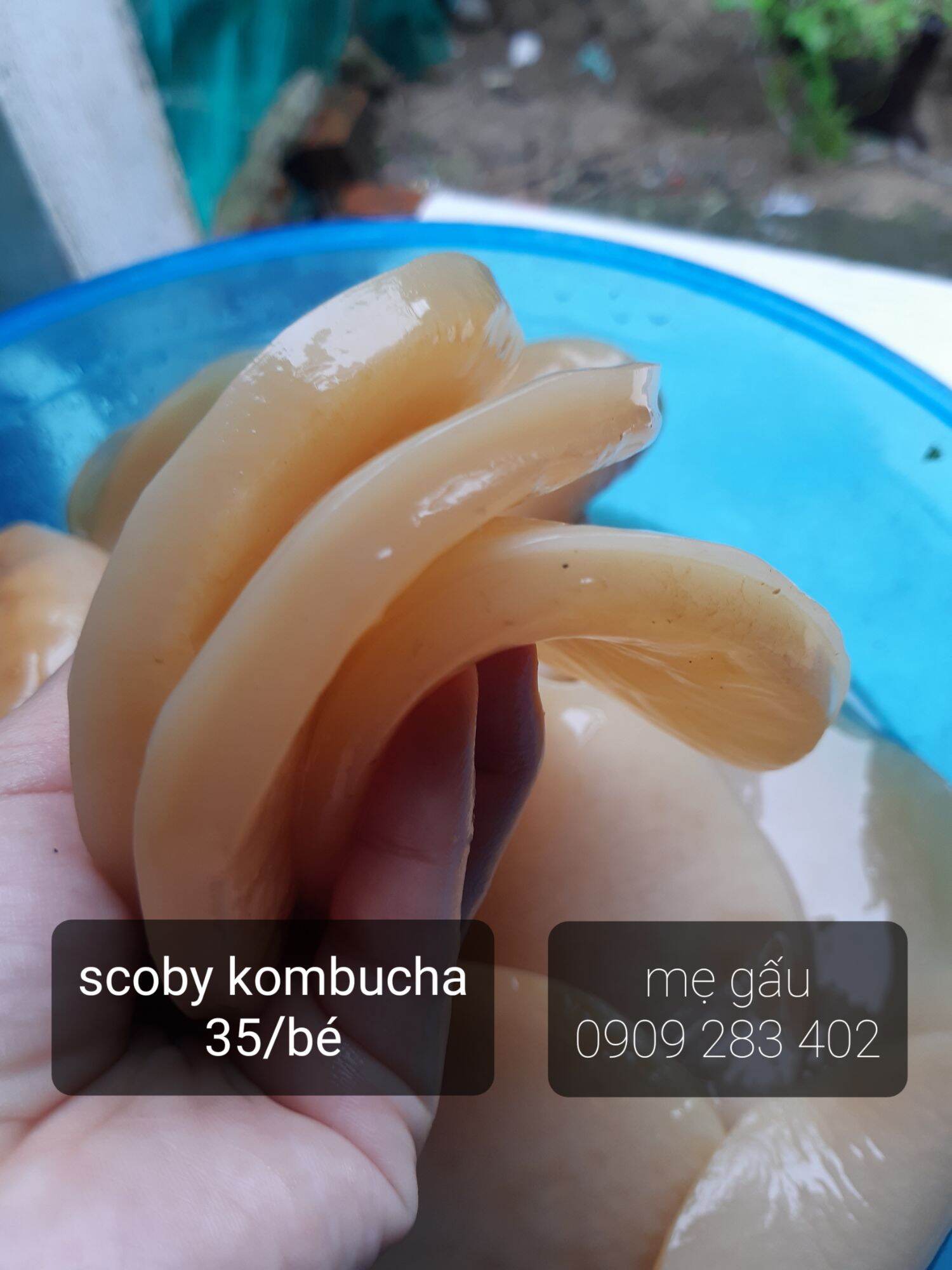 scoby kombucha( con giống thủy sâm) dùng làm trà kombucha