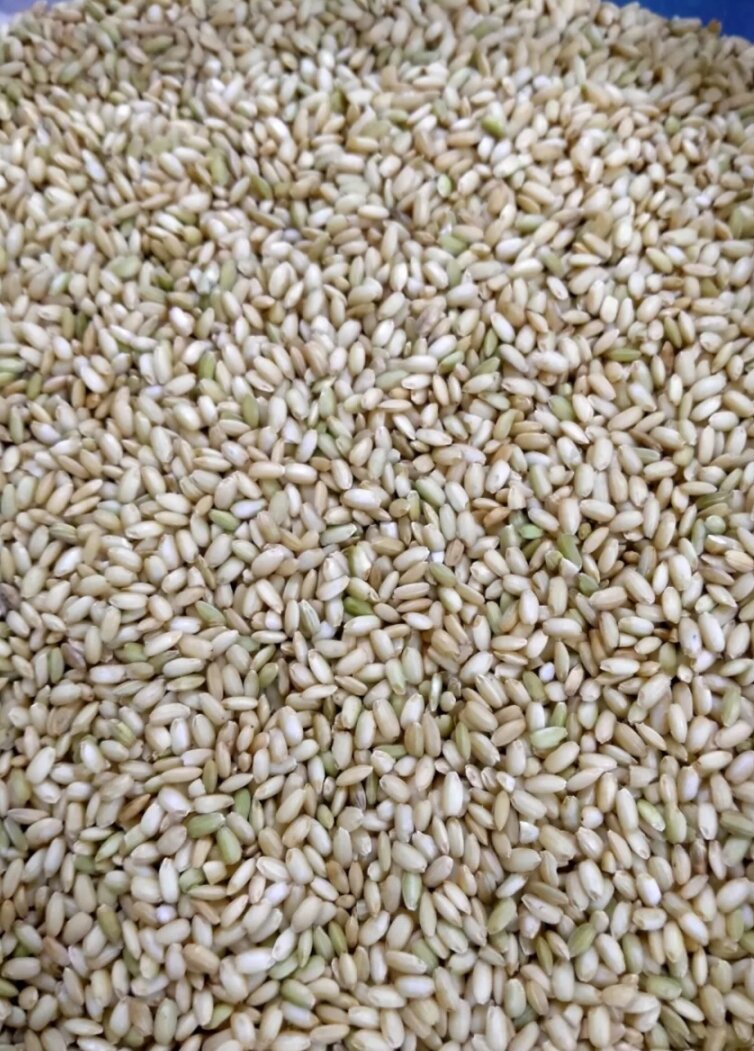 Gạo lứt nếp cái hoa vàng 1kg