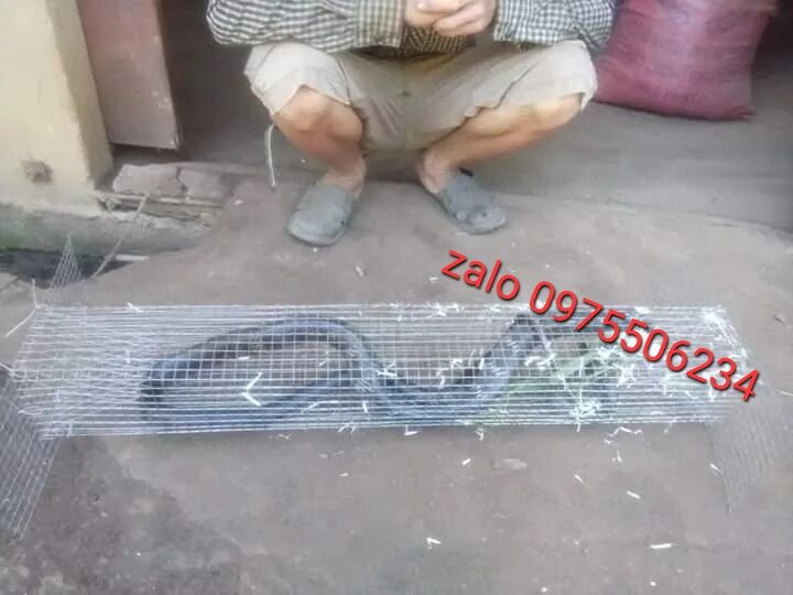 Lồng bẫy rắn 2 hom