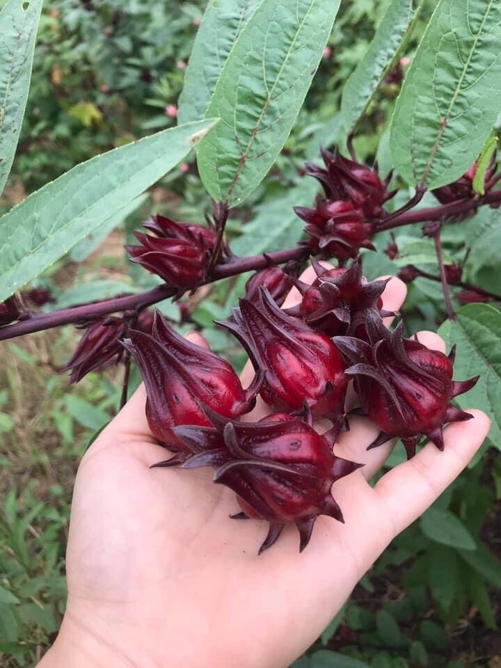 Siro Hoa Atiso Đỏ Hibicus