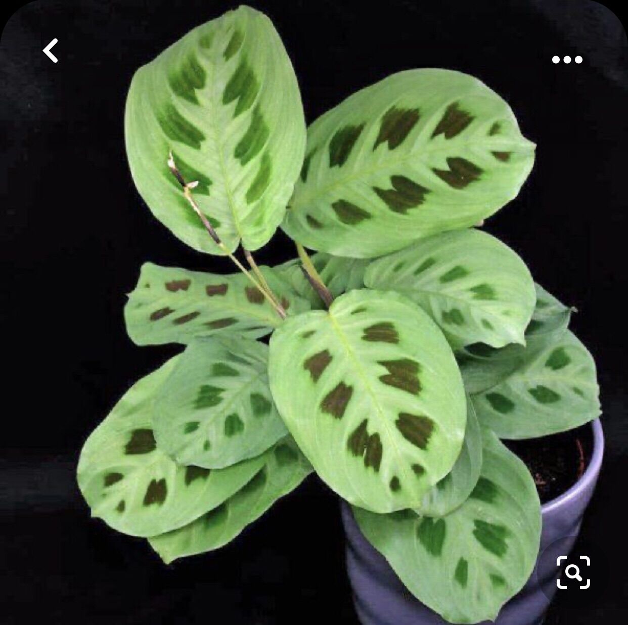 Cây đuôi công xanh/ green maranta