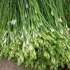 Củ giống Hoa Huệ Ta trắng thơm sỉ 5k( set 5 củ)