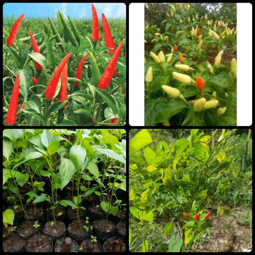 1 cây giống ớt chỉ thiên.