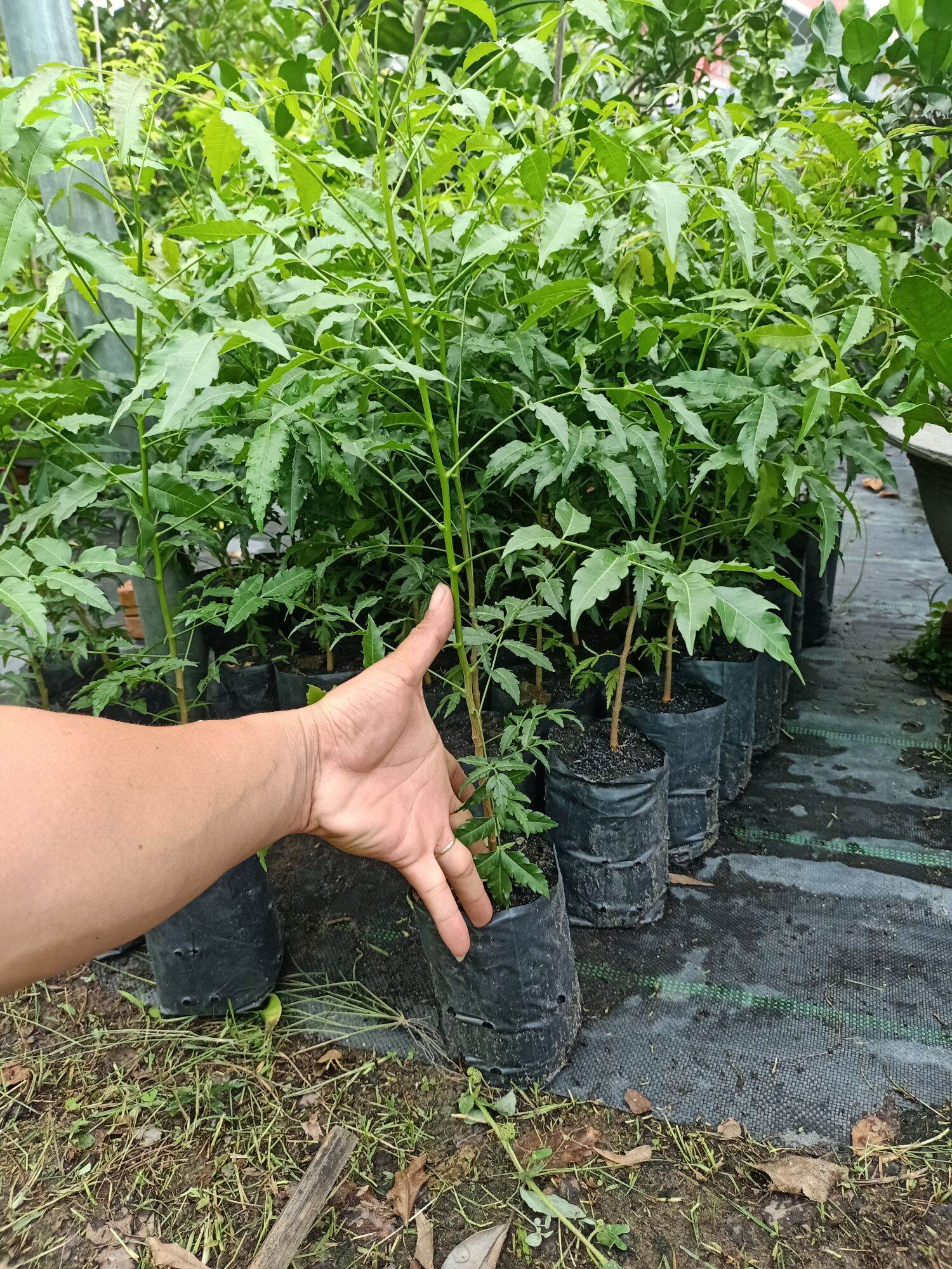 Sầu đâu ăn lá combo 2cây