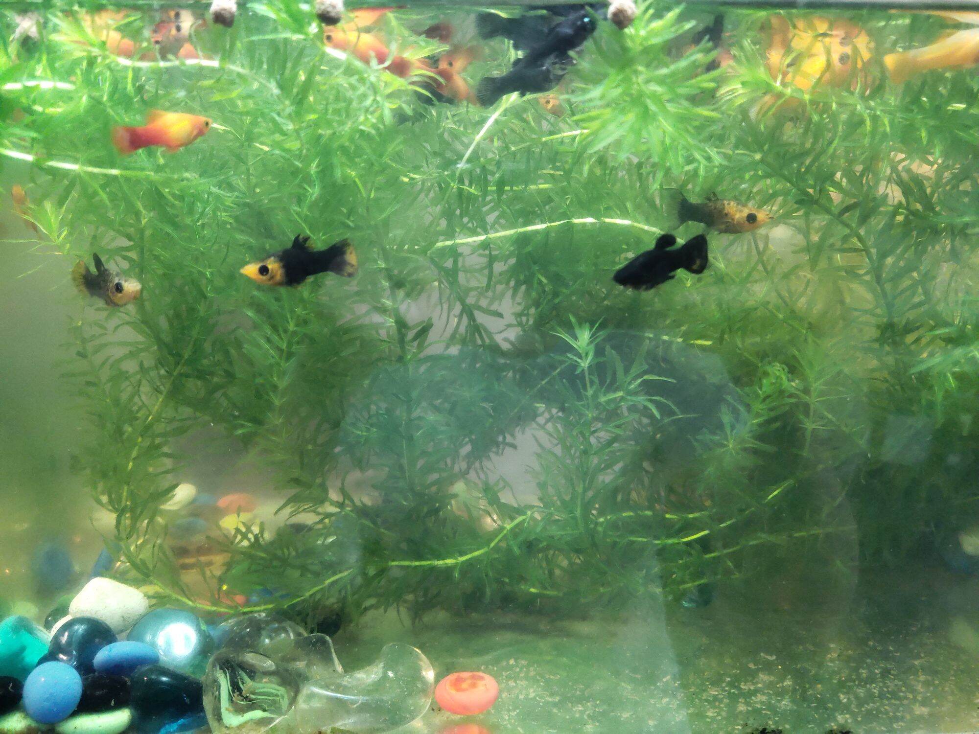 siêu rẻ 5 nhánh RONG ĐUÔI CHÓ THỦY SINH LÀM SẠCH HỒ CÁ GIÚP CÁ ĐẺ NHIỀU