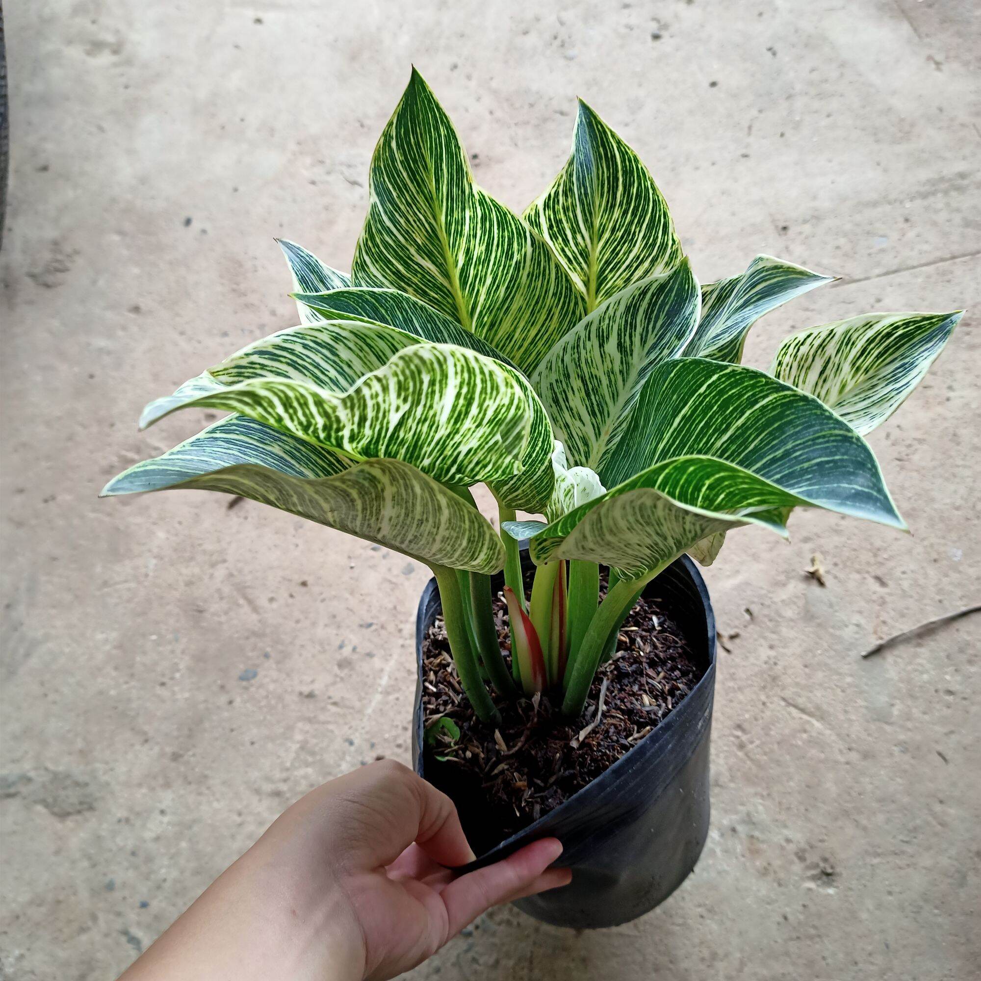 Chậu cây đế vương kim cương