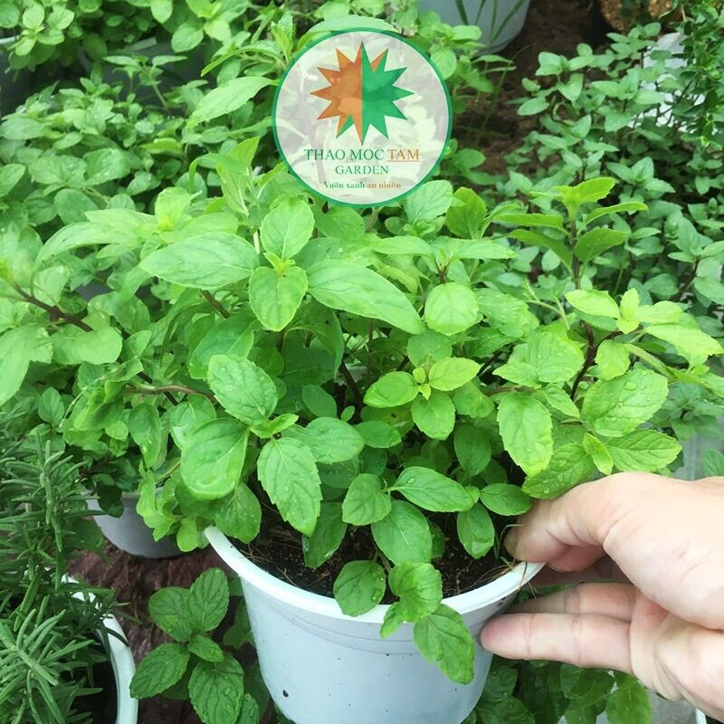 Chậu Cây Bạc Hà Pháp / Bạc hà vị the mát, chiết xuất tinh dầu