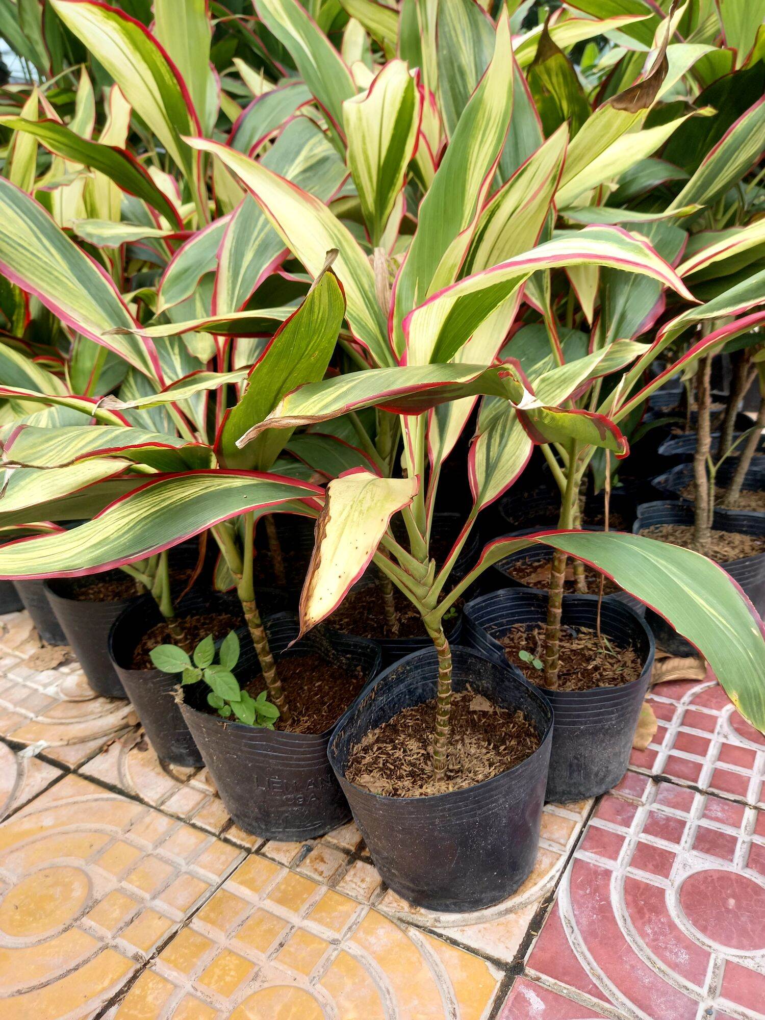 Cây phát tài giống mới