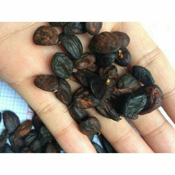 Hạt dổi nếp rừng