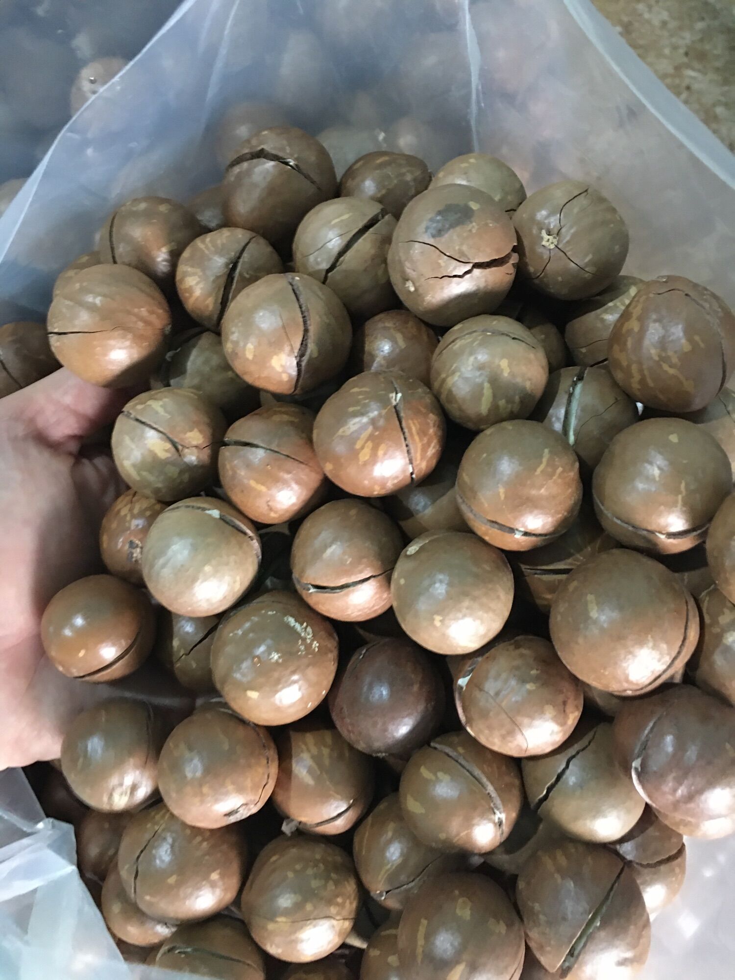 [Size Trung] Hạt macca sấy lạnhĐăk lăk 500gr