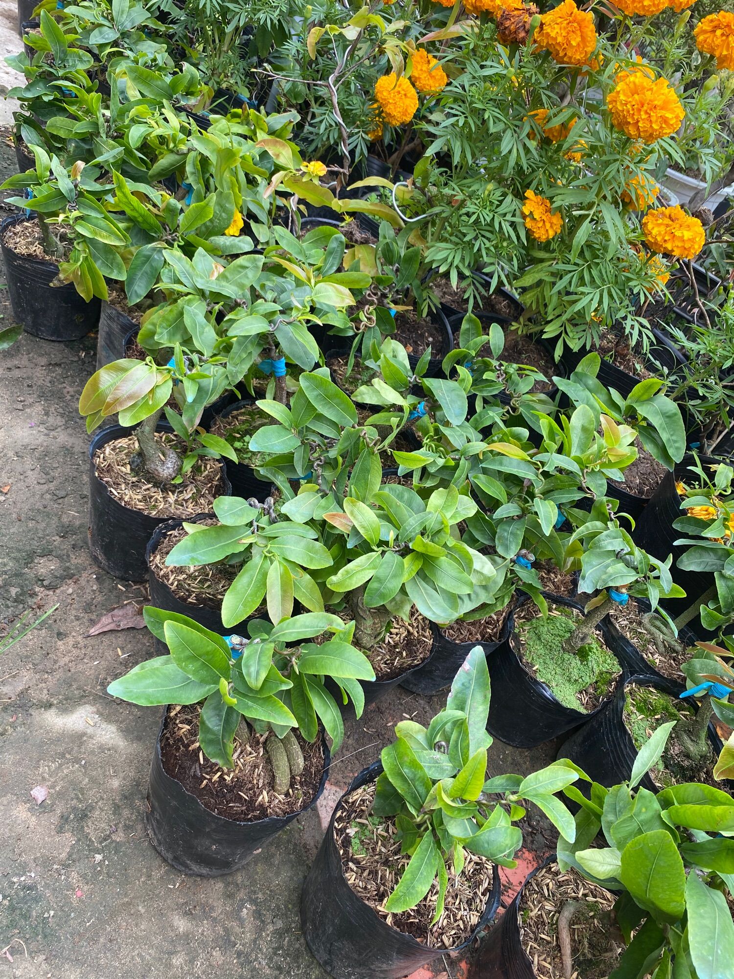Combo 1 mai trắng , 1 mai tự quắn