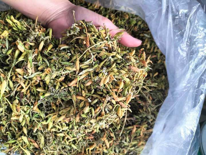 500g Hoa đu đủ đực sấy khô