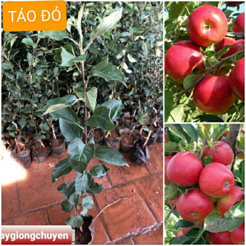 Cây giống táo đỏ