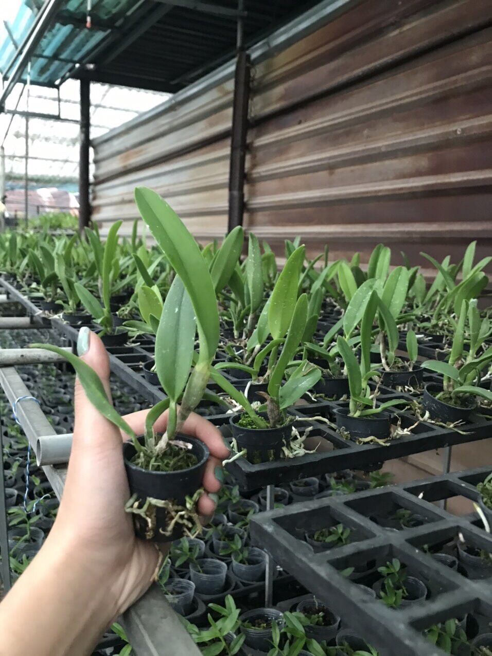 [HCM]Lan Cattleya Long Heo Xanh - cây con