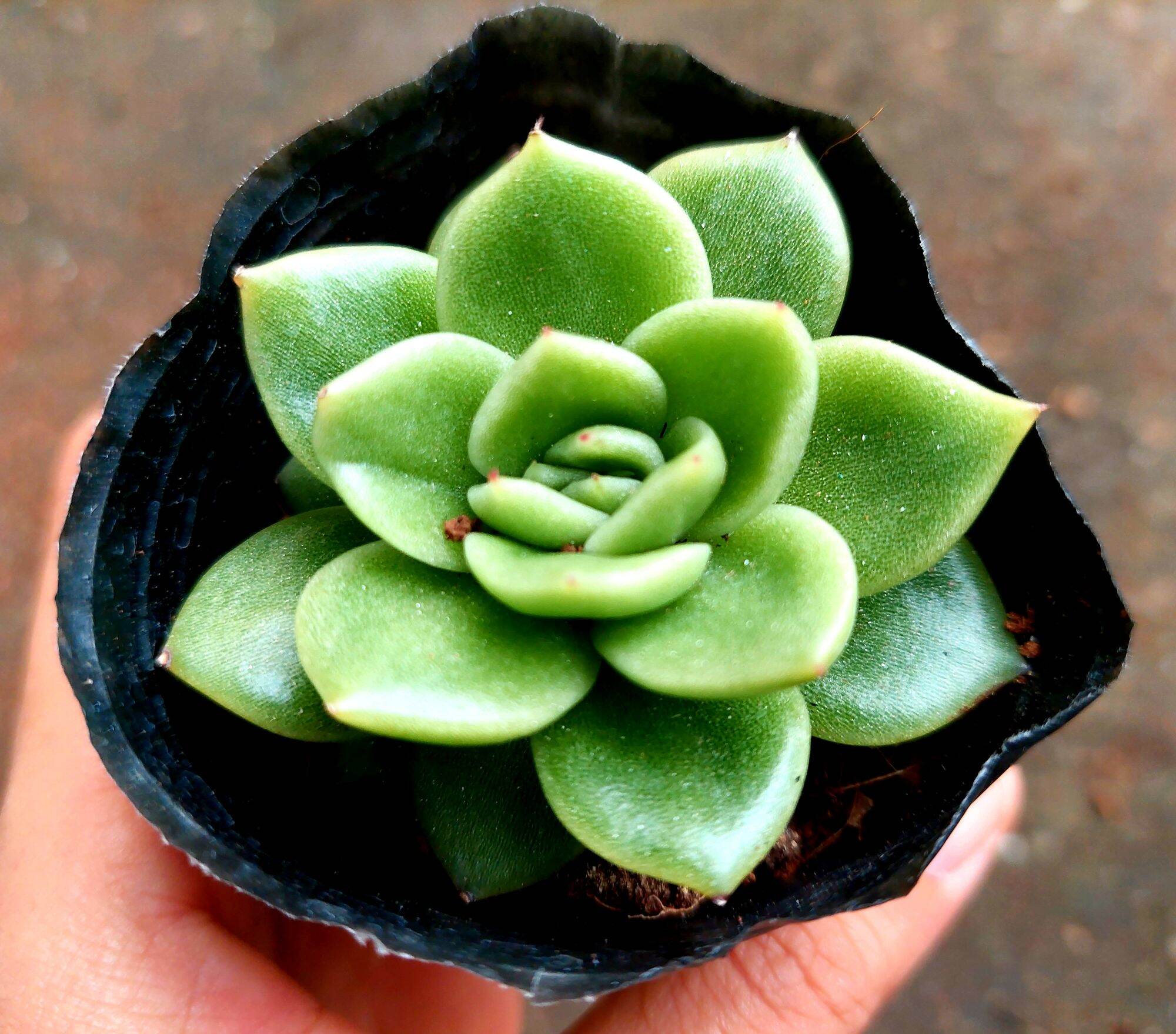 Sen đá GIVA size bầu 3-5 cm