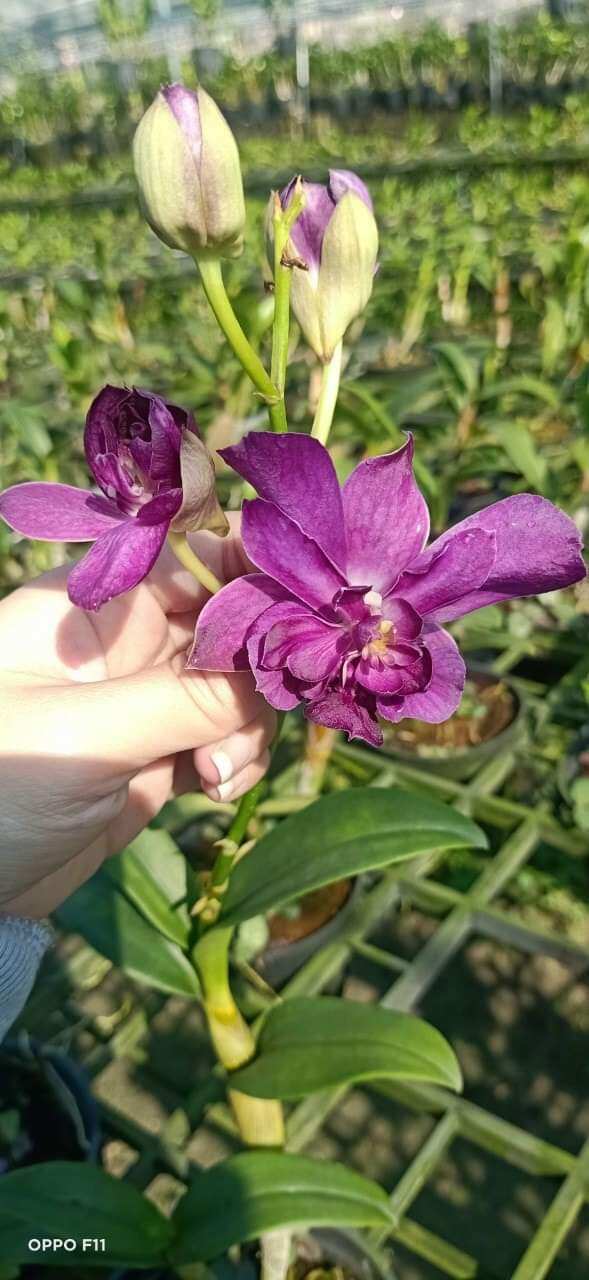 Denro hoa hồng trưởng thành sắp hoa