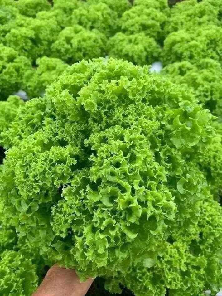 Hạt giống xà lách xoăn xanh