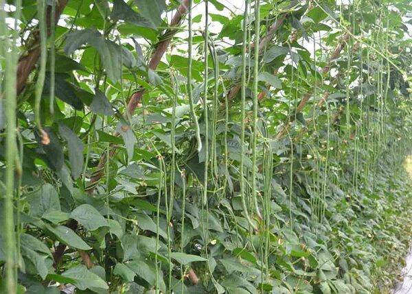 hạt giống đậu đũa [50g]