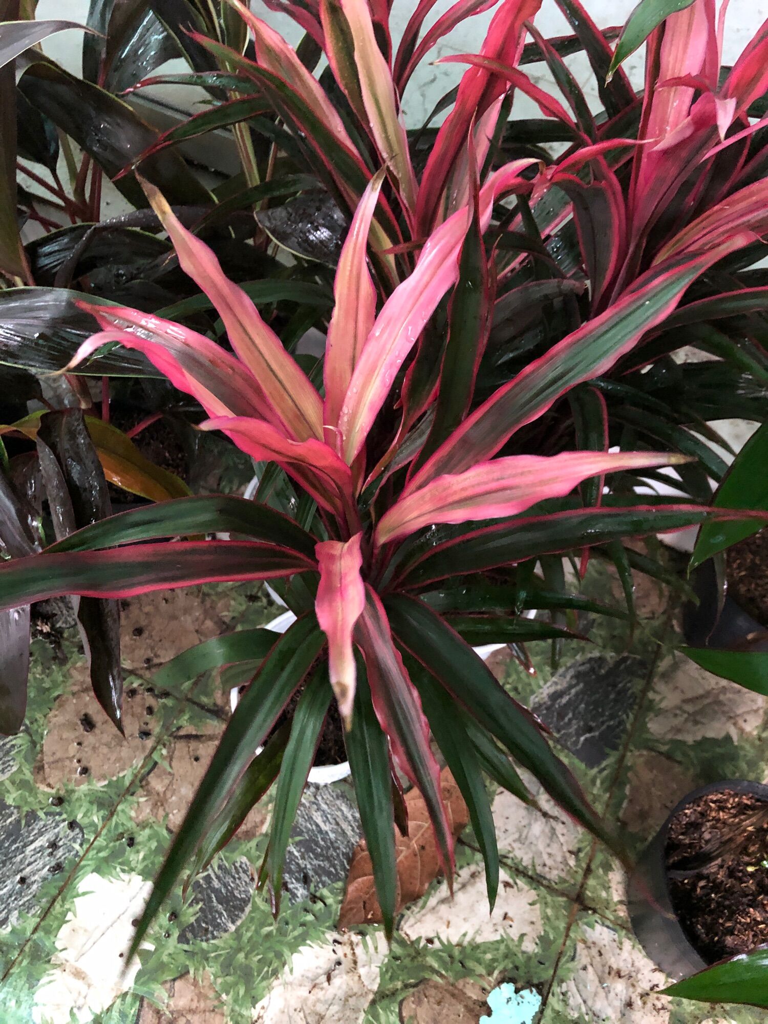 Cây phát tài đỏ Singapore