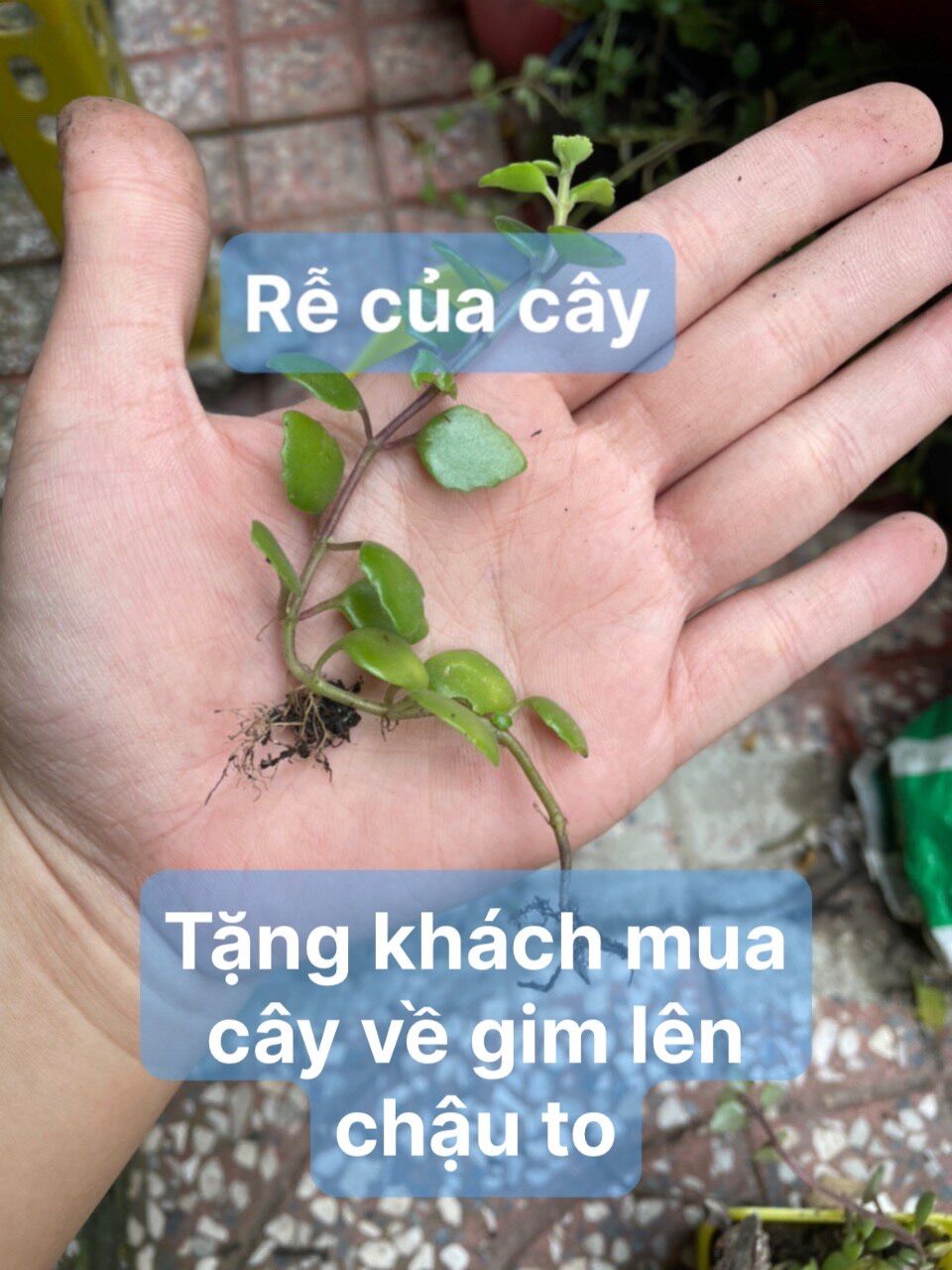 [HCM]CÂY VẢY RỒNG 10cm