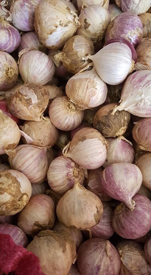 Tỏi cô đơn 1kg