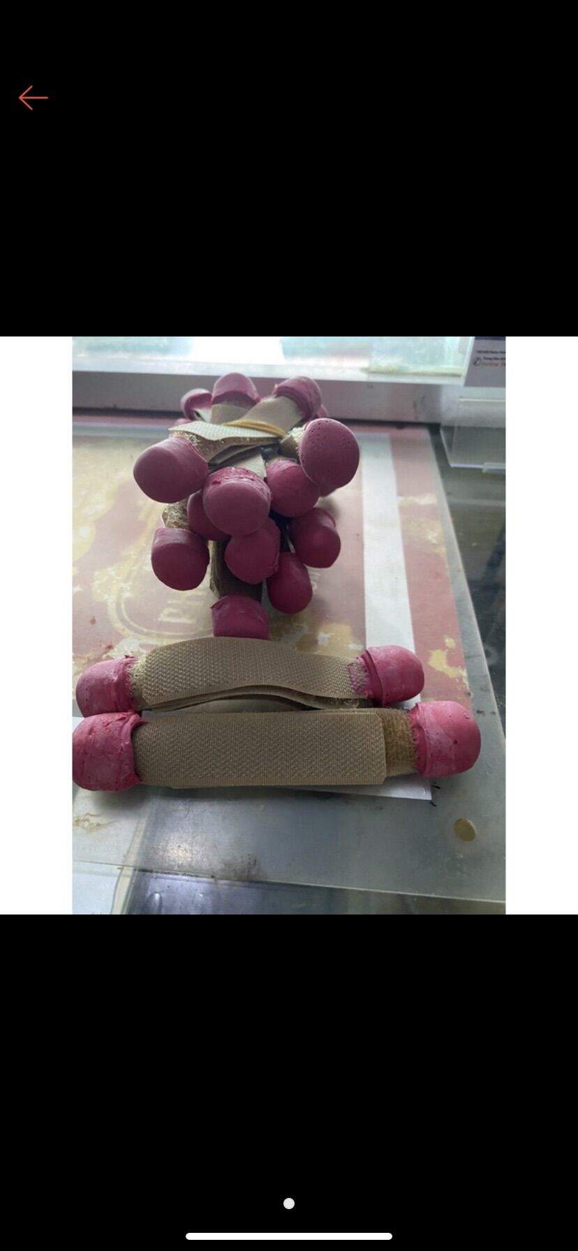 Bọc cựa gà nòi