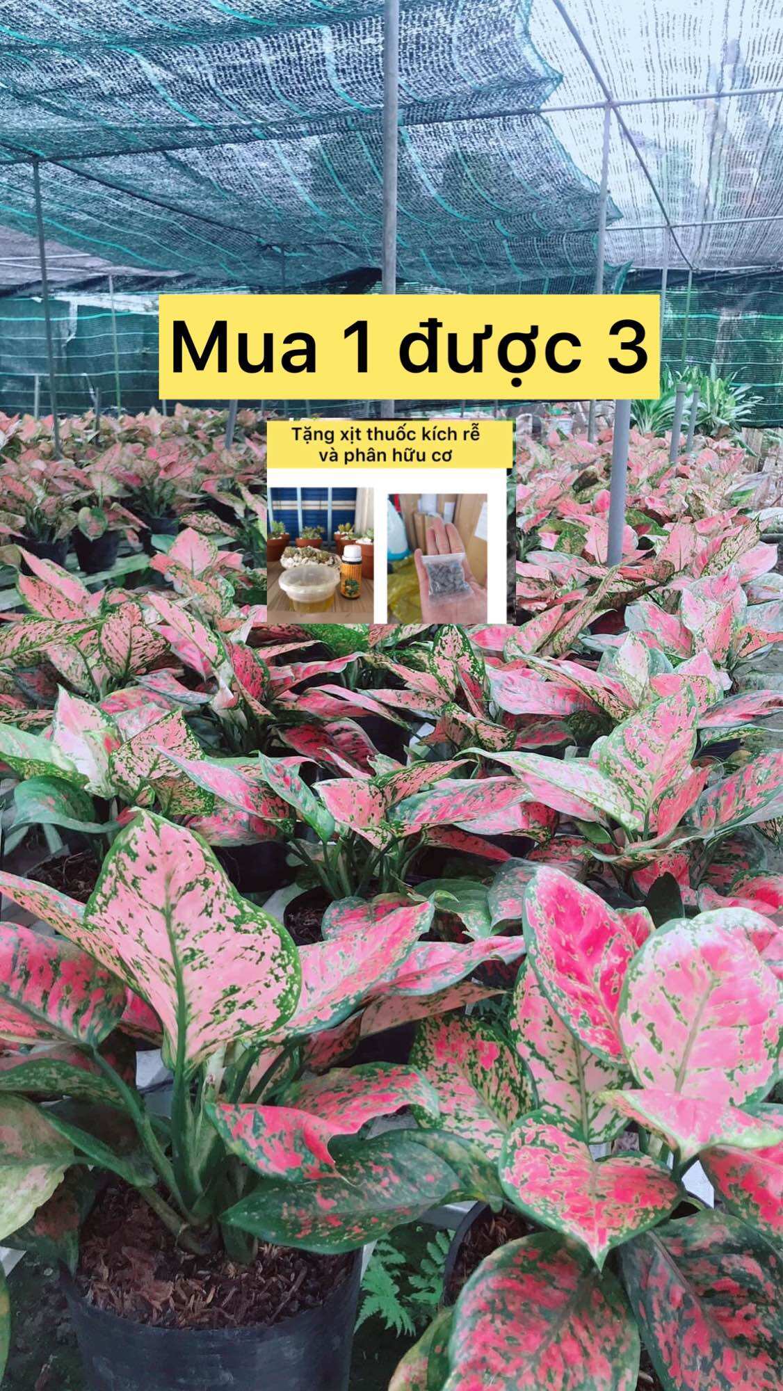 Cây vạn lộc ( cây thiên phú)