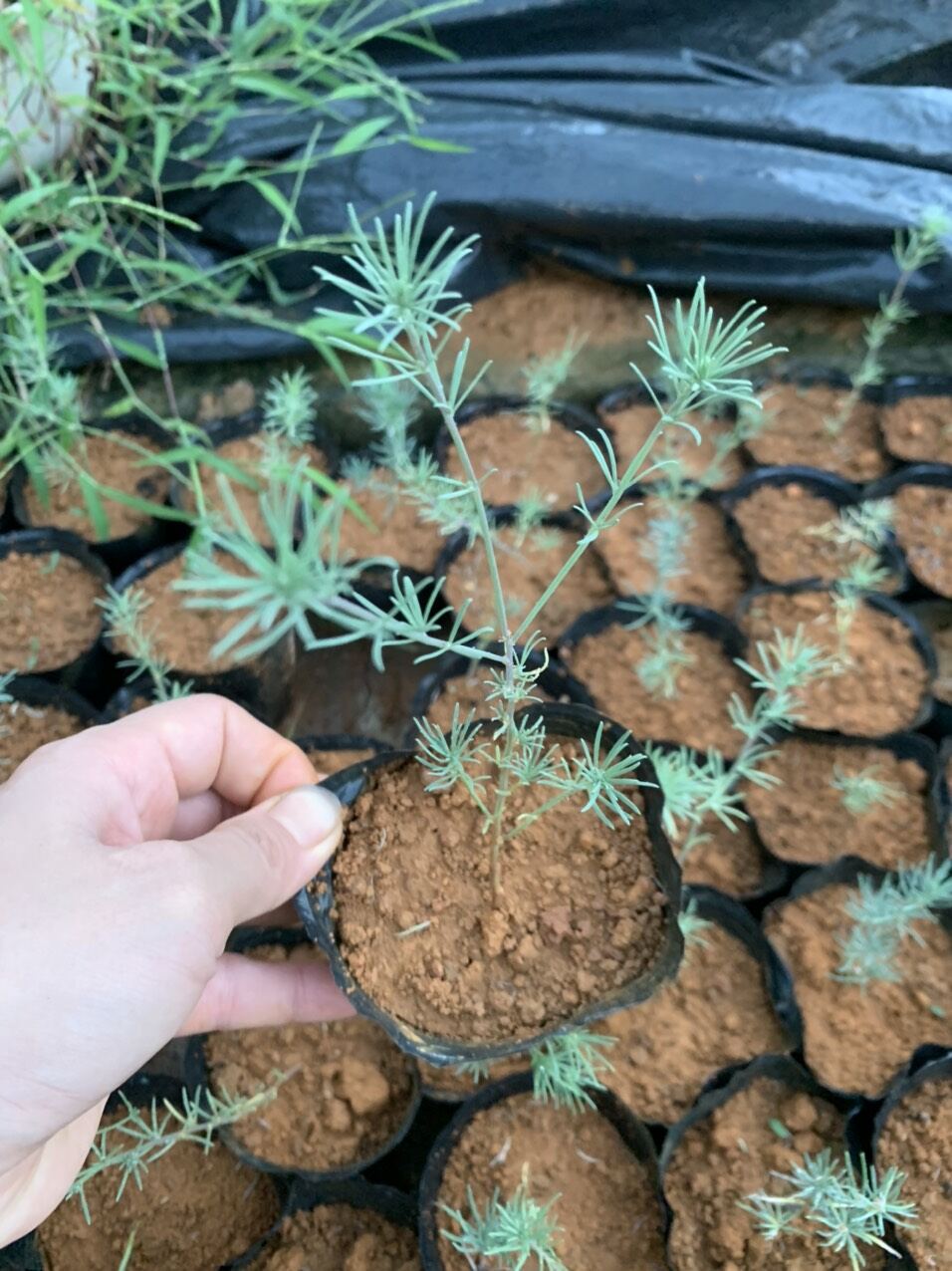 cây giống hoa phượng hoàng lửa - mỏ vẹt (100% anht thật)