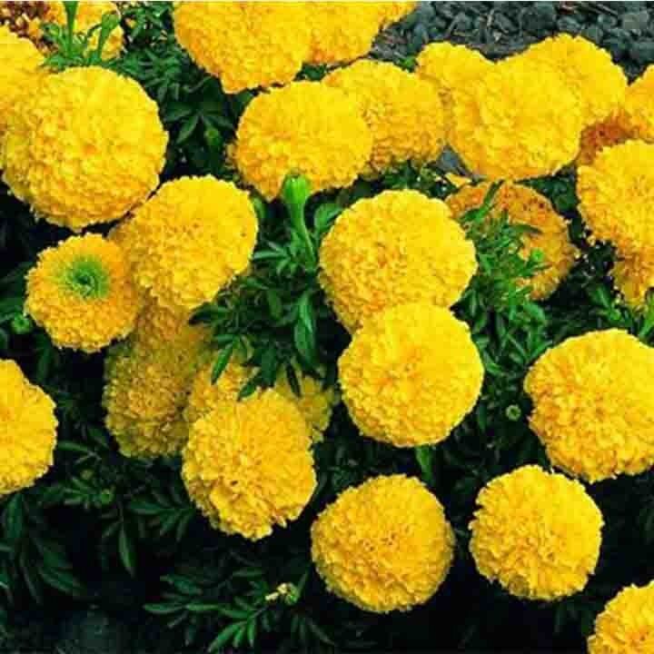 Hạt giống Hoa Vạn Thọ lùn