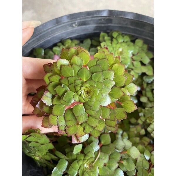 Cây Ấu Thái Thuỷ sinh - trang trí bể cá cảnh