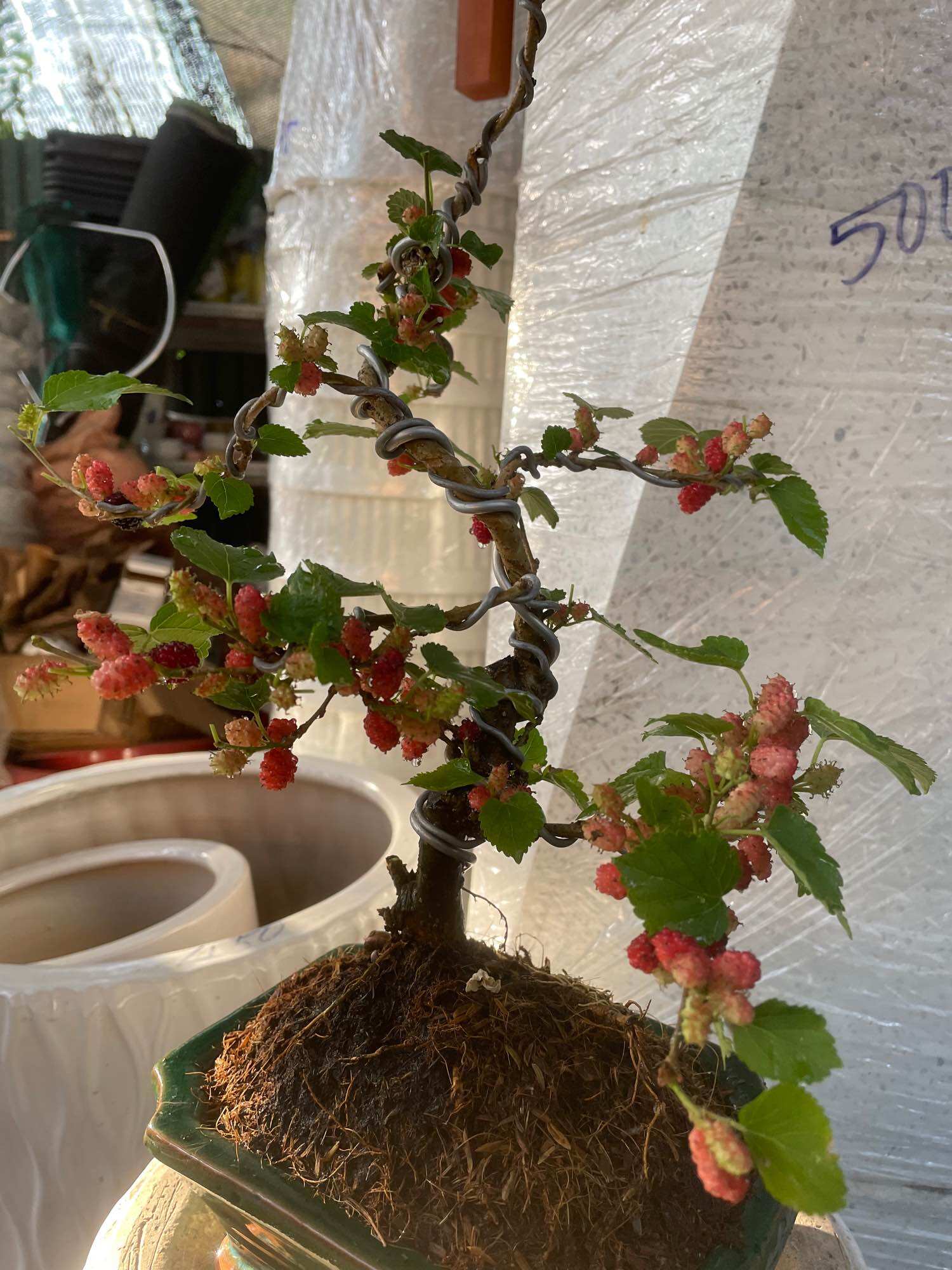 Cây Dâu bonsai đang trái (có chậu)