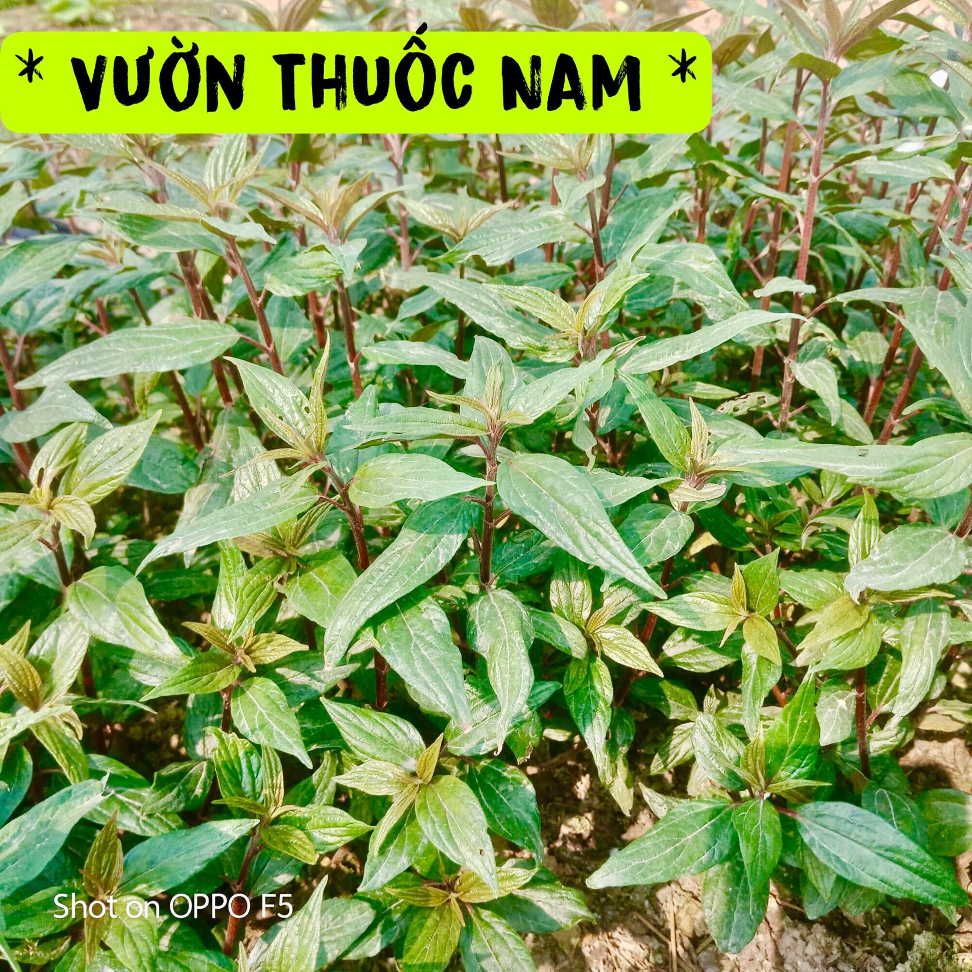 Combo 500gam cây thuoc dòi phơi khô ,cây bọ mắm phơi khô