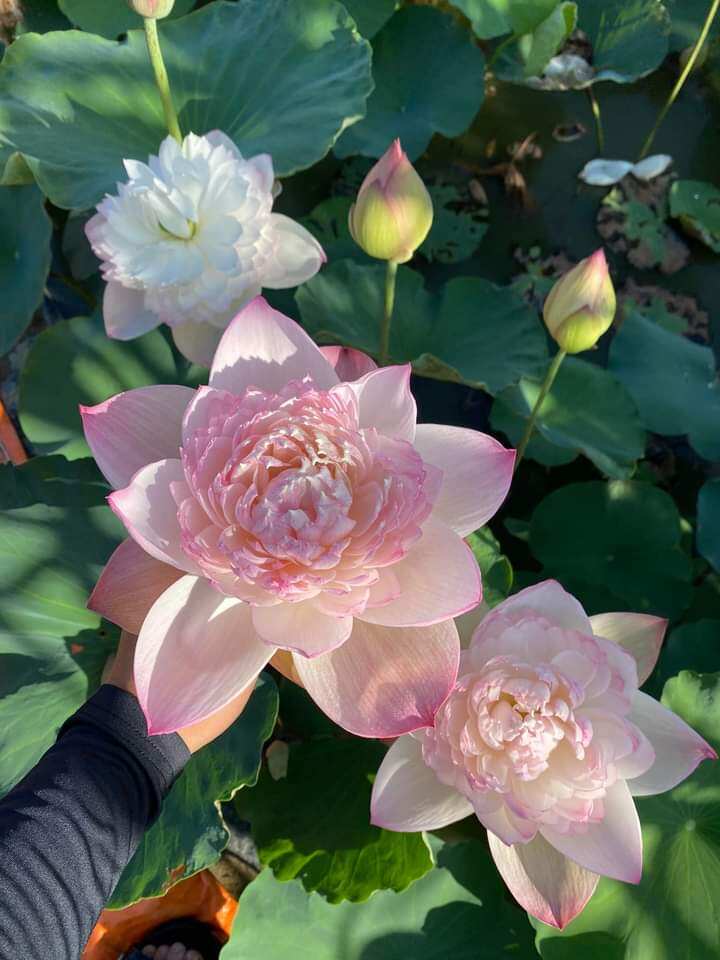 củ sen super